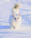 Turkish Van Kat