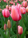 Cultivated Tulip