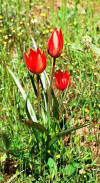 Yaban Lalesi (Wild Tulip-Turkey)